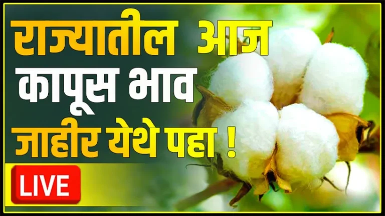 MCX Cotton Rate