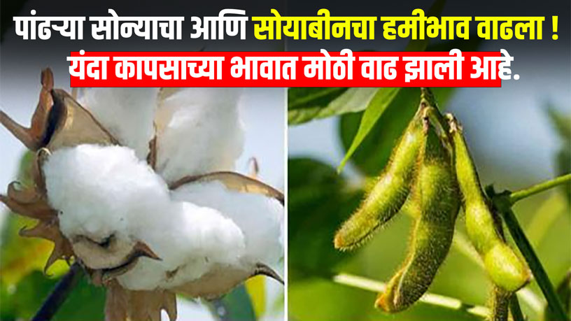 soyabean and cotton hami bhav